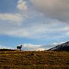 IMG_6967 lone elk in Yellowstone